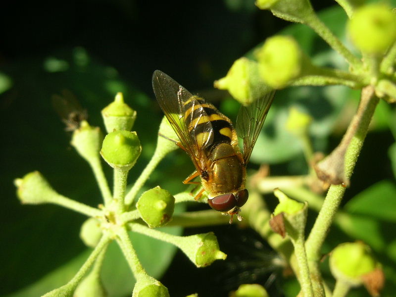 Syrphus sp.